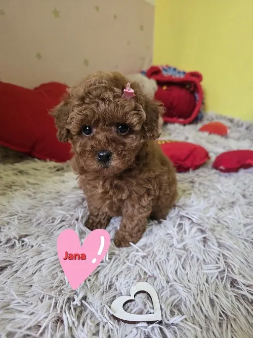 Pudla (patuljasta) na prodaju, Zrenjanin