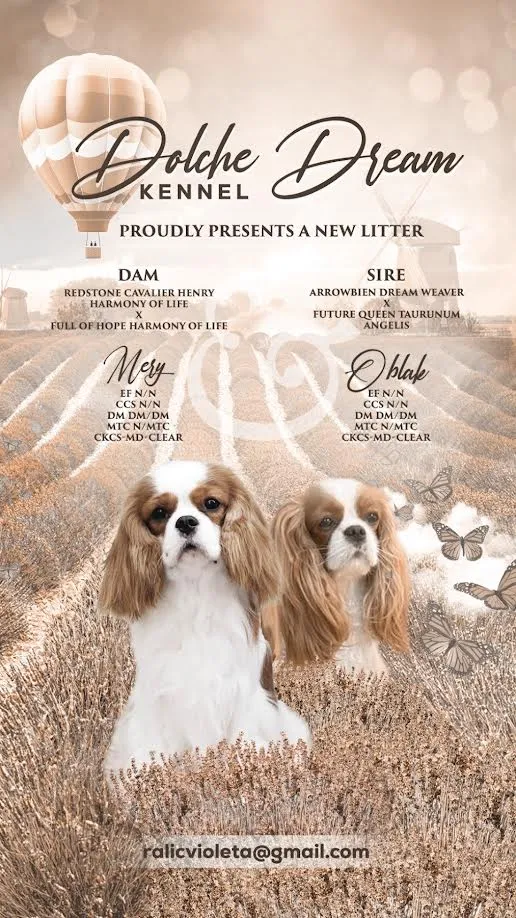 Kavalije španijel kralja Čarlsa na prodaju, Ruma