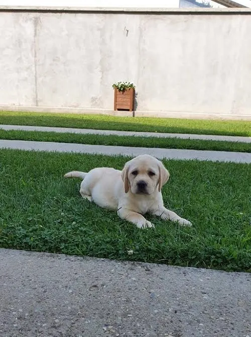 Labrador retriver na prodaju, Beograd Surčin