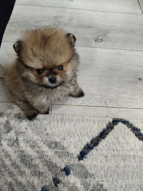 Ostalo na prodaju, Beograd