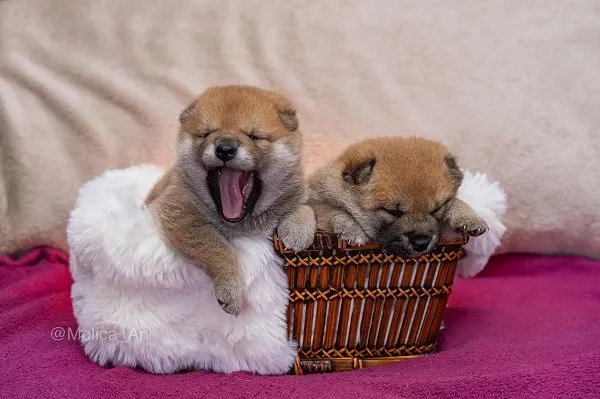 Šiba inu na prodaju, Beograd