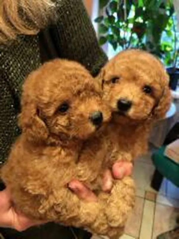 Pudla (patuljasta) na prodaju, Novi Sad (3)