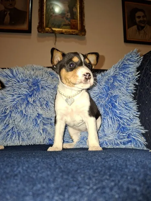 Basenji na prodaju, Ruma (5)