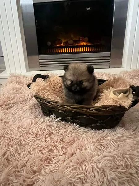 Nemački špic na prodaju, Novi Sad (6)