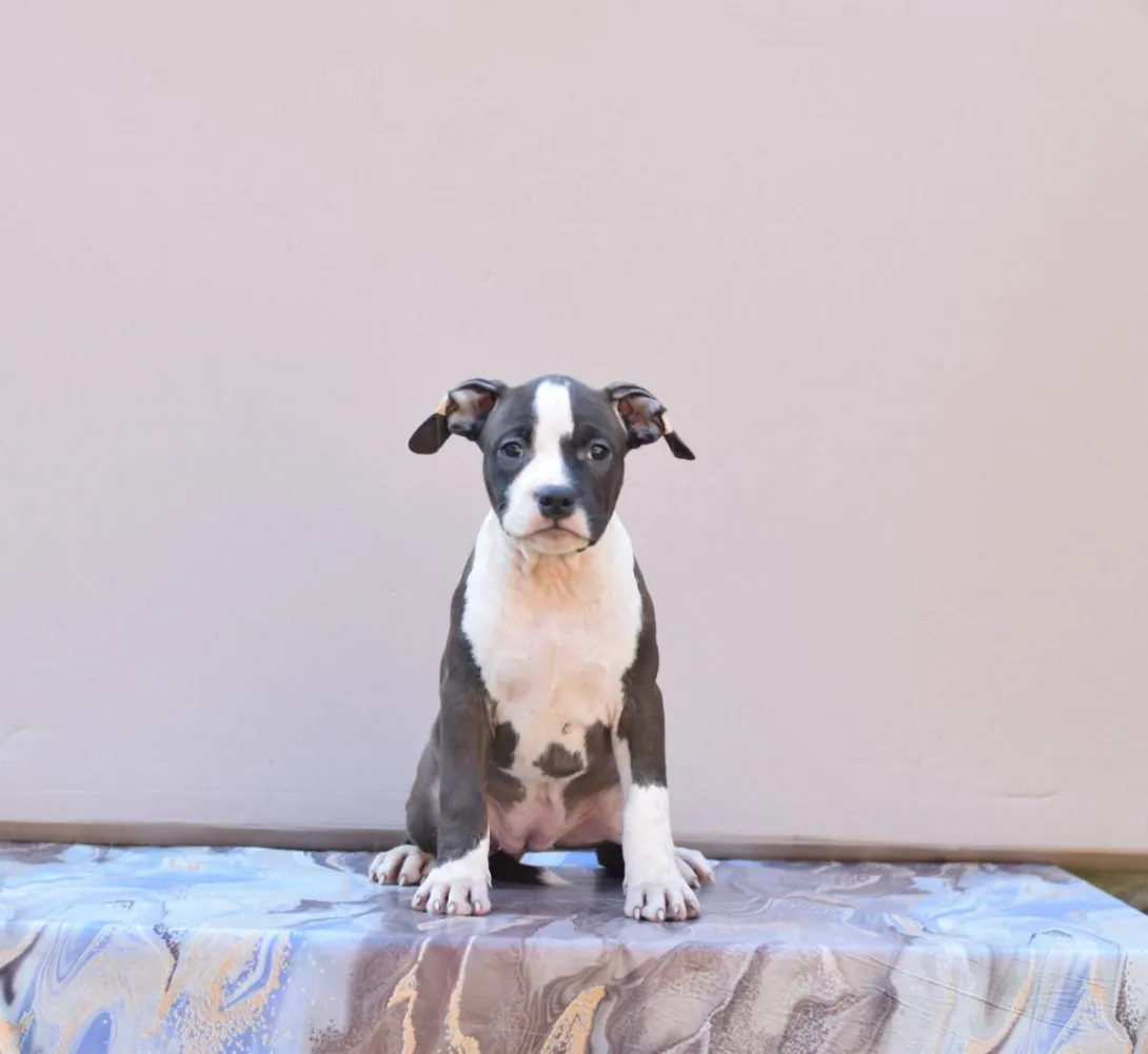 Američki stafordski terijer na prodaju, Loznica (2)