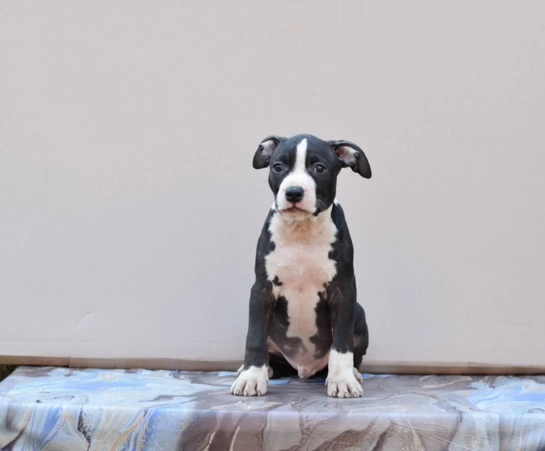 Američki stafordski terijer na prodaju, Loznica (3)