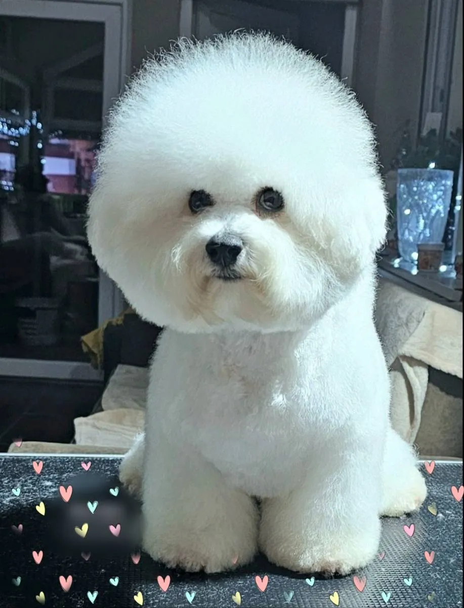 Kovrdžavi bišon na prodaju, Beograd (2)