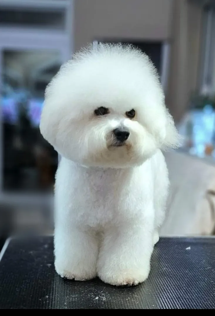 Kovrdžavi bišon na prodaju, Beograd (4)