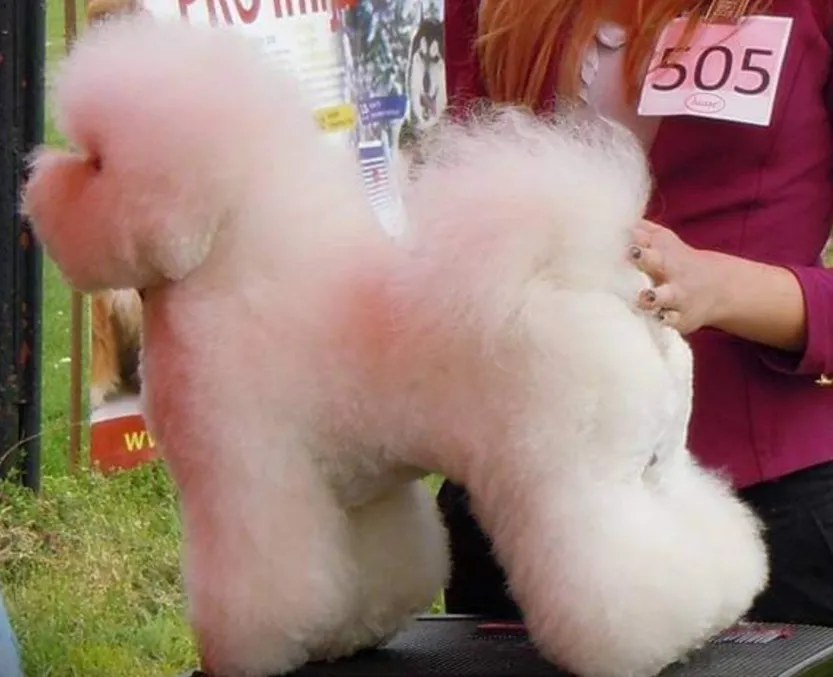 Kovrdžavi bišon na prodaju, Beograd (3)