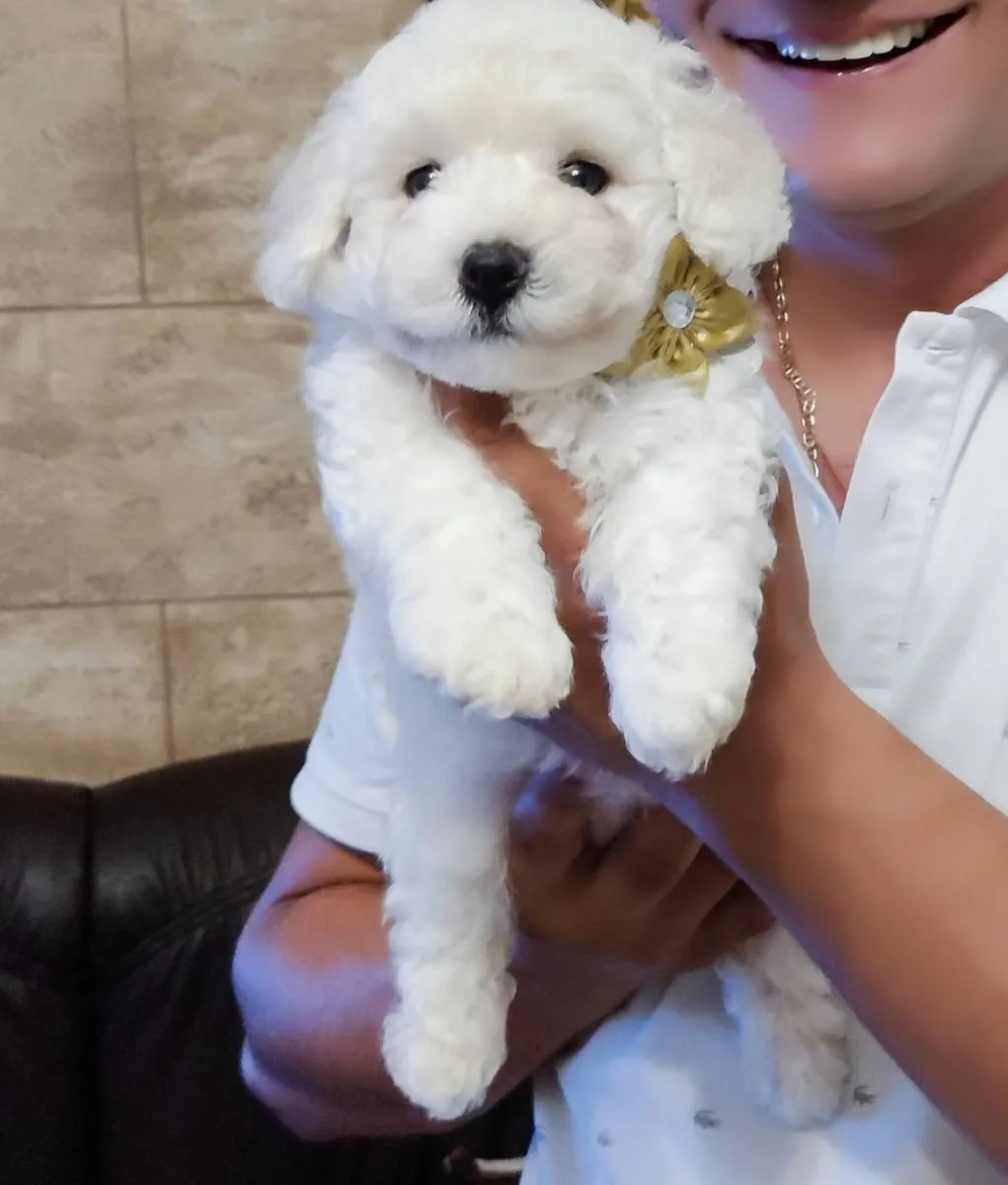 Kovrdžavi bišon na prodaju, Beograd (5)