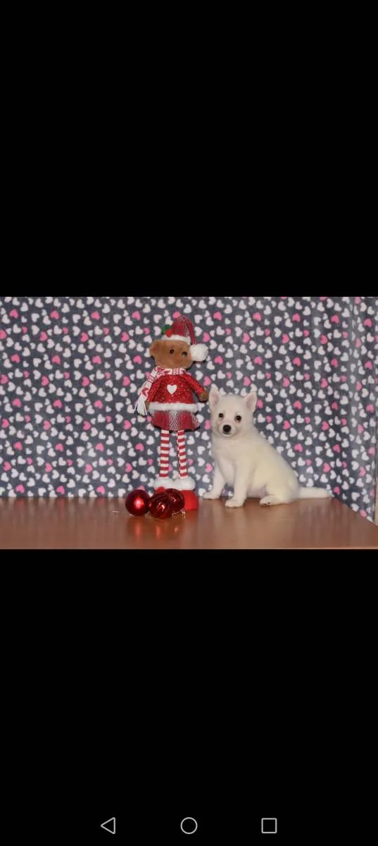 Ostalo na prodaju, Loznica (6)