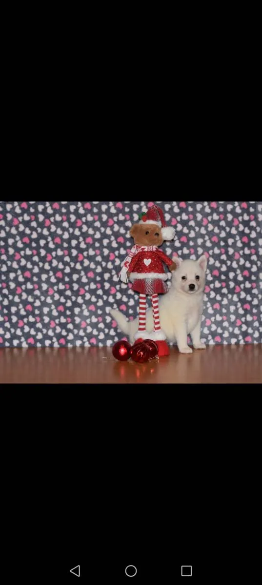 Ostalo na prodaju, Loznica (5)