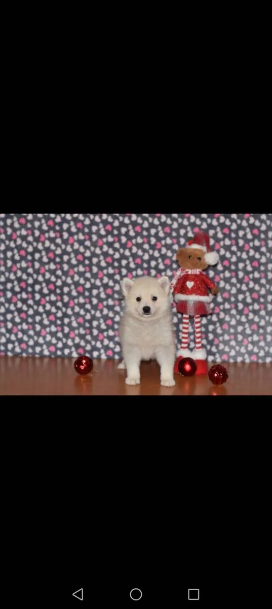 Ostalo na prodaju, Loznica (3)