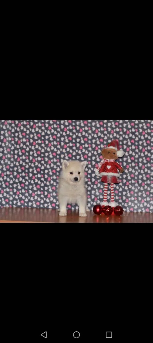 Ostalo na prodaju, Loznica (2)