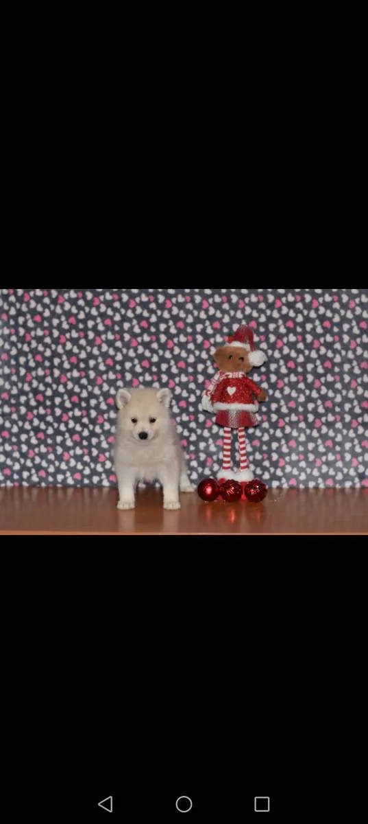 Ostalo na prodaju, Loznica