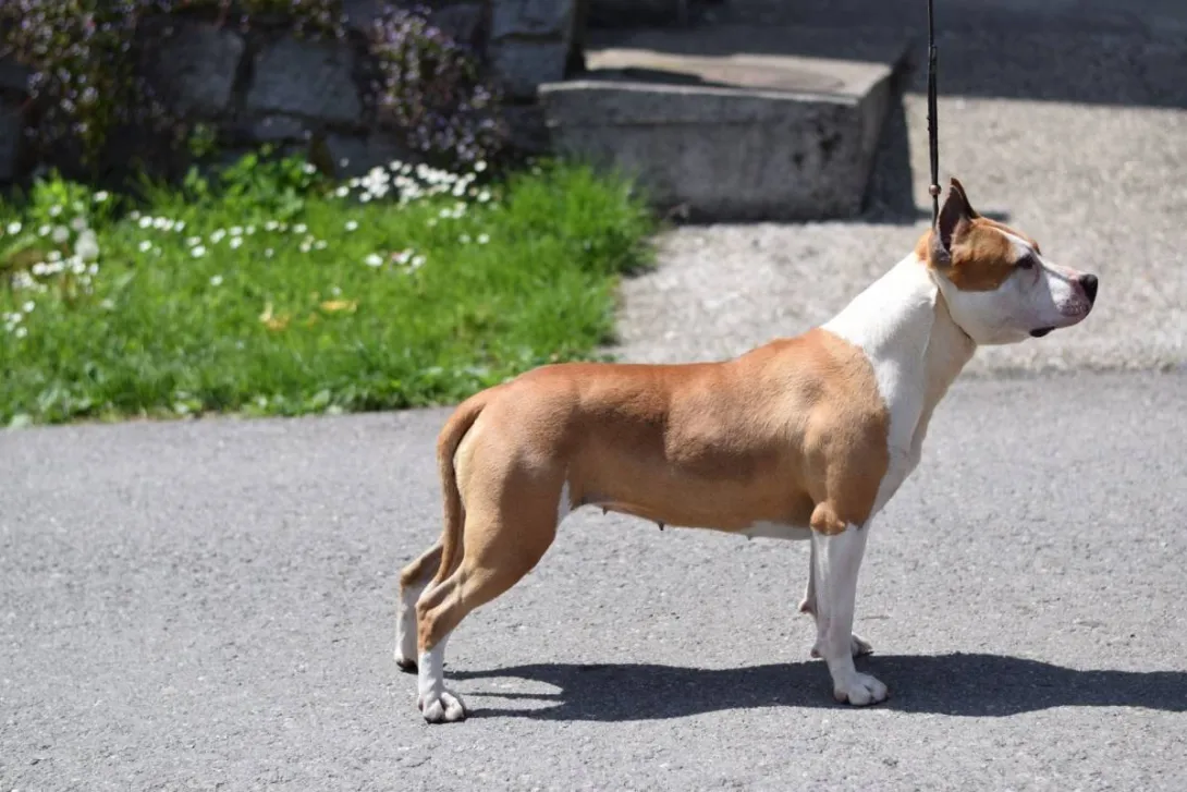 Američki stafordski terijer na prodaju, Loznica (2)