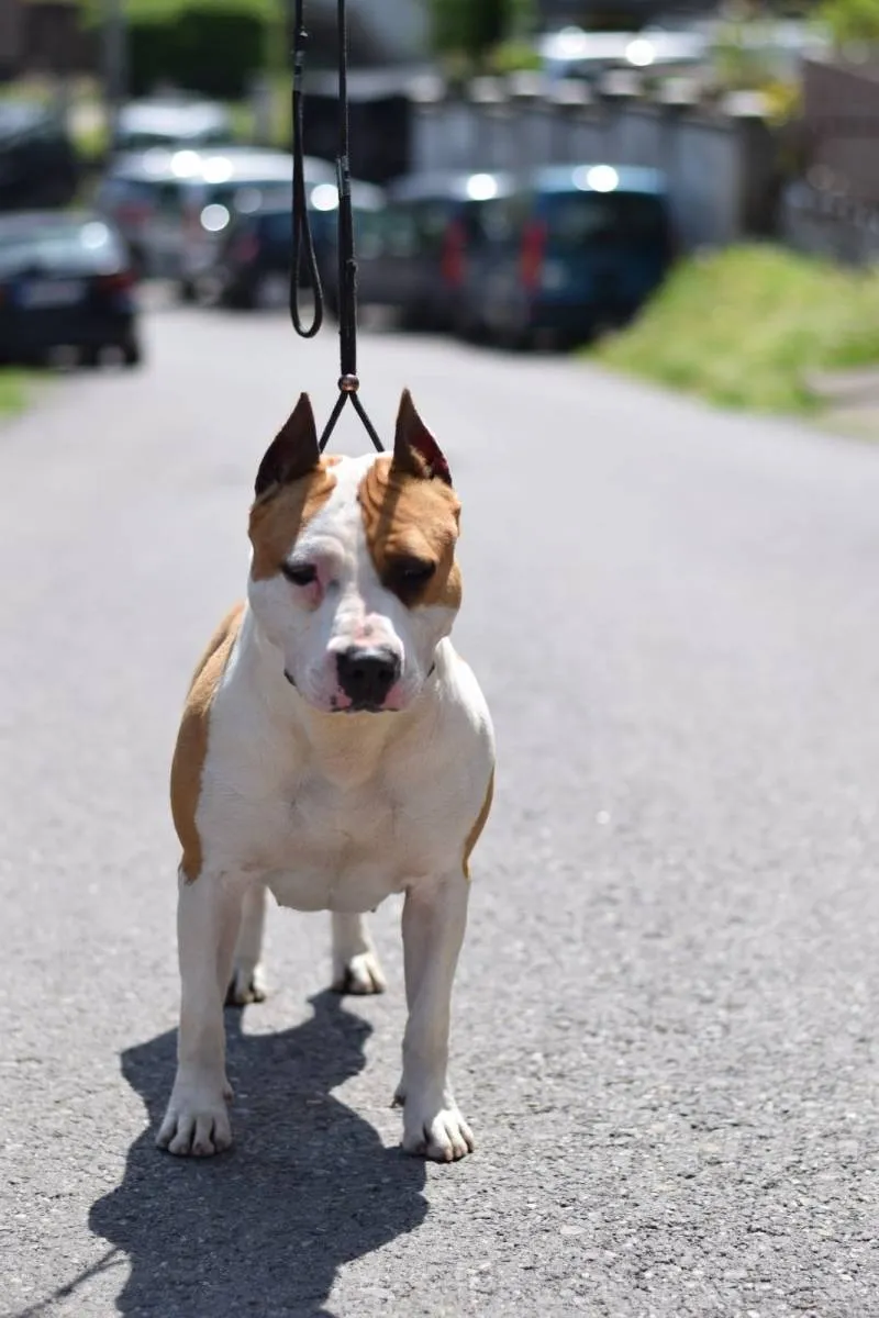 Američki stafordski terijer na prodaju, Loznica (4)