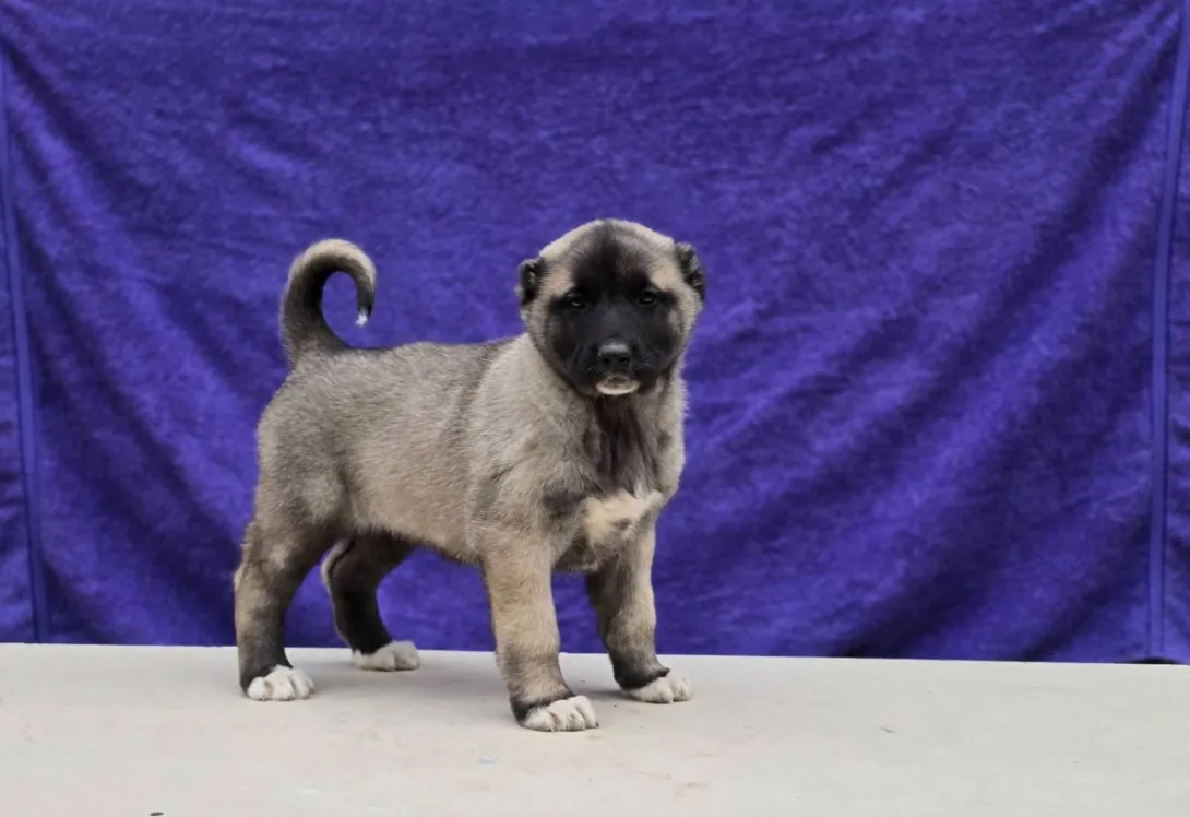 Anadolski pastirski pas na prodaju, Sremska Mitrovica