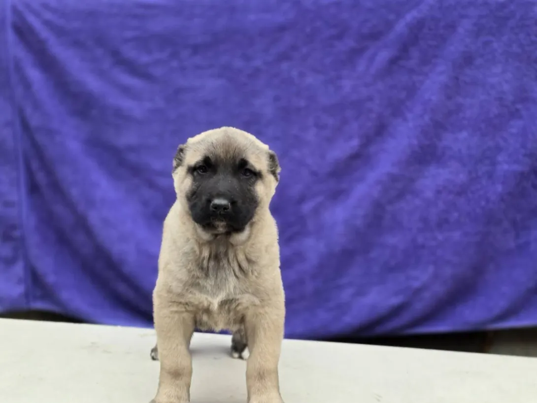 Anadolski pastirski pas na prodaju, Sremska Mitrovica (6)