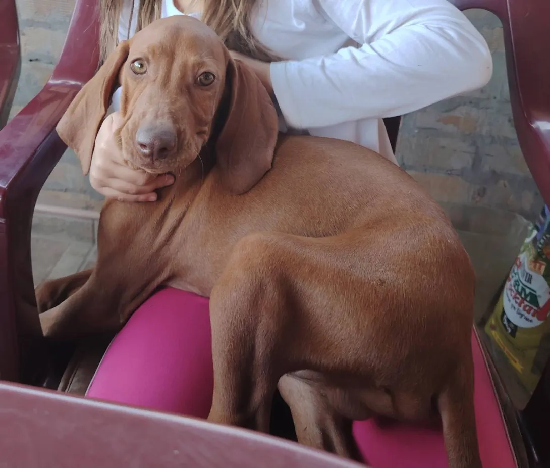 Mađarska kratkodlaka vižla na prodaju, Bačka Topola (3)