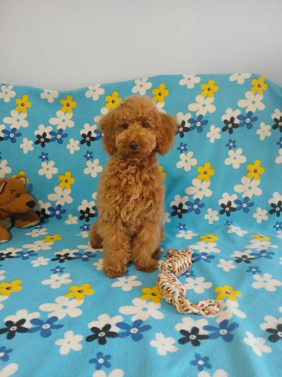 Pudla (patuljasta) na prodaju, Žabalj