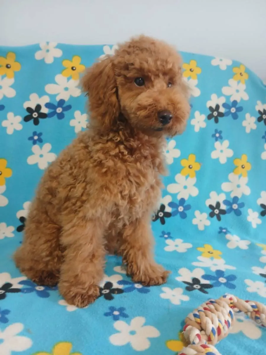 Pudla (patuljasta) na prodaju, Žabalj (3)