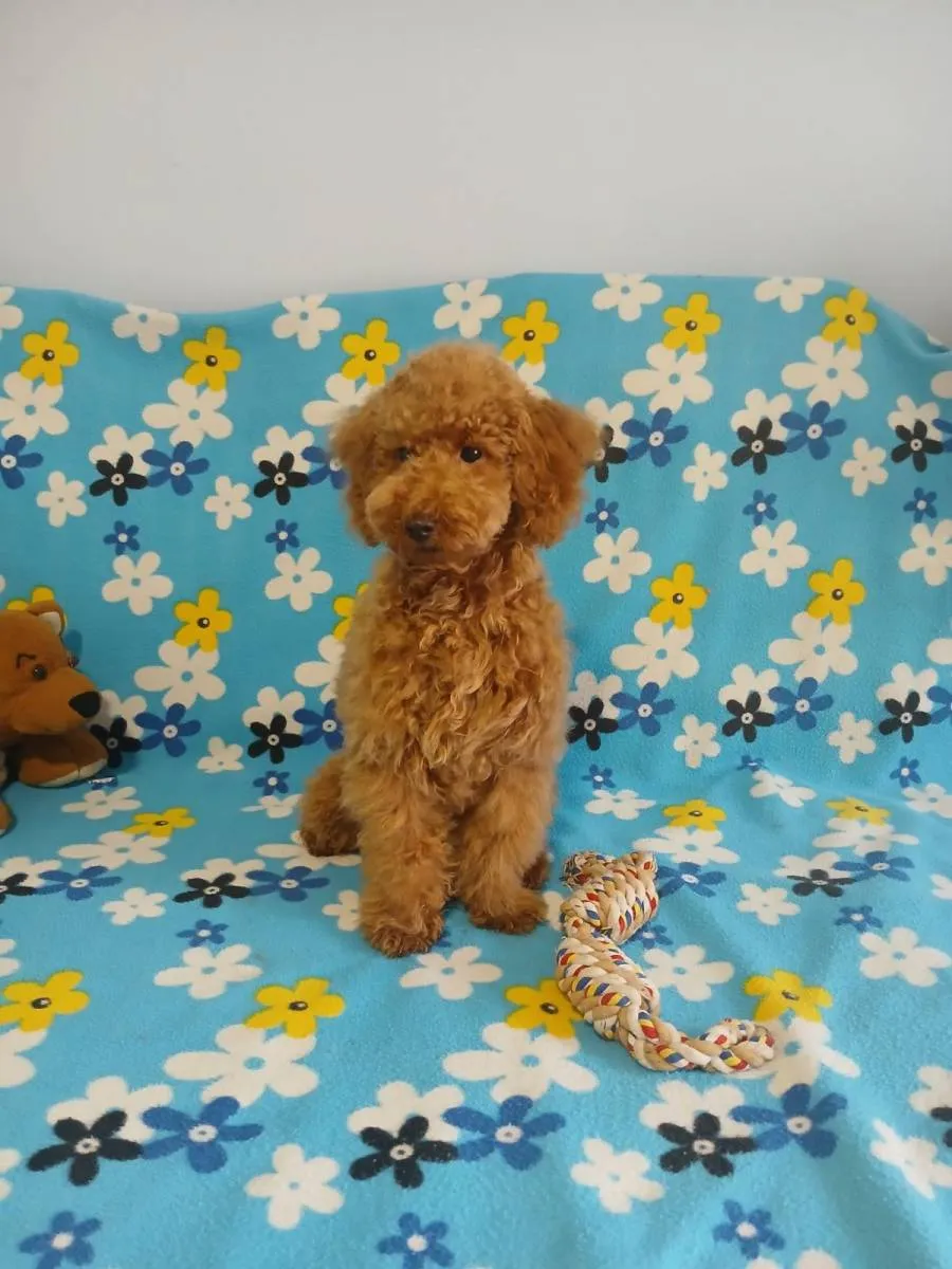 Pudla (patuljasta) na prodaju, Žabalj (2)