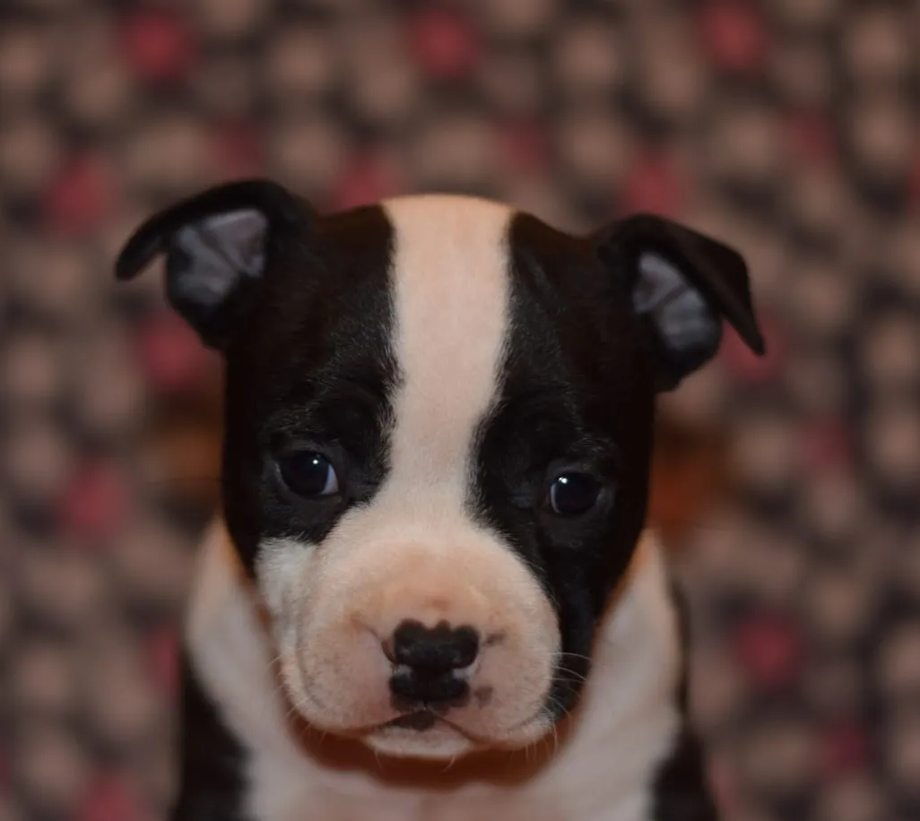 Američki stafordski terijer na prodaju, Loznica (6)