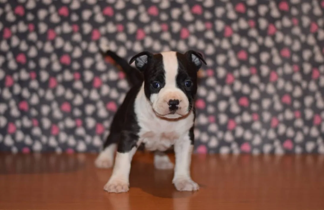Američki stafordski terijer na prodaju, Loznica (4)