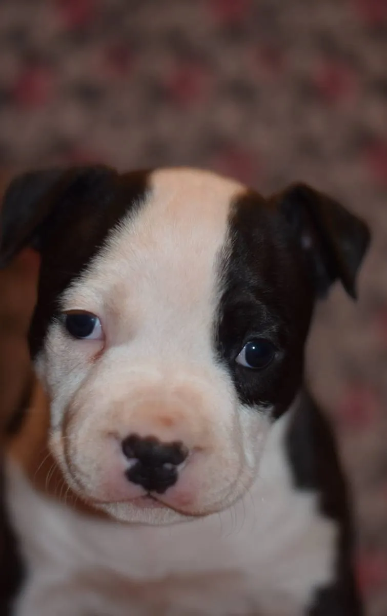 Američki stafordski terijer na prodaju, Loznica (3)