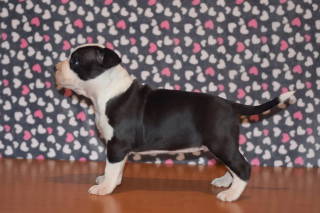 Američki stafordski terijer na prodaju, Loznica (2)