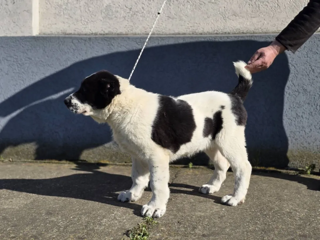 Srednjeazijski ovčar na prodaju, Sremska Mitrovica (2)