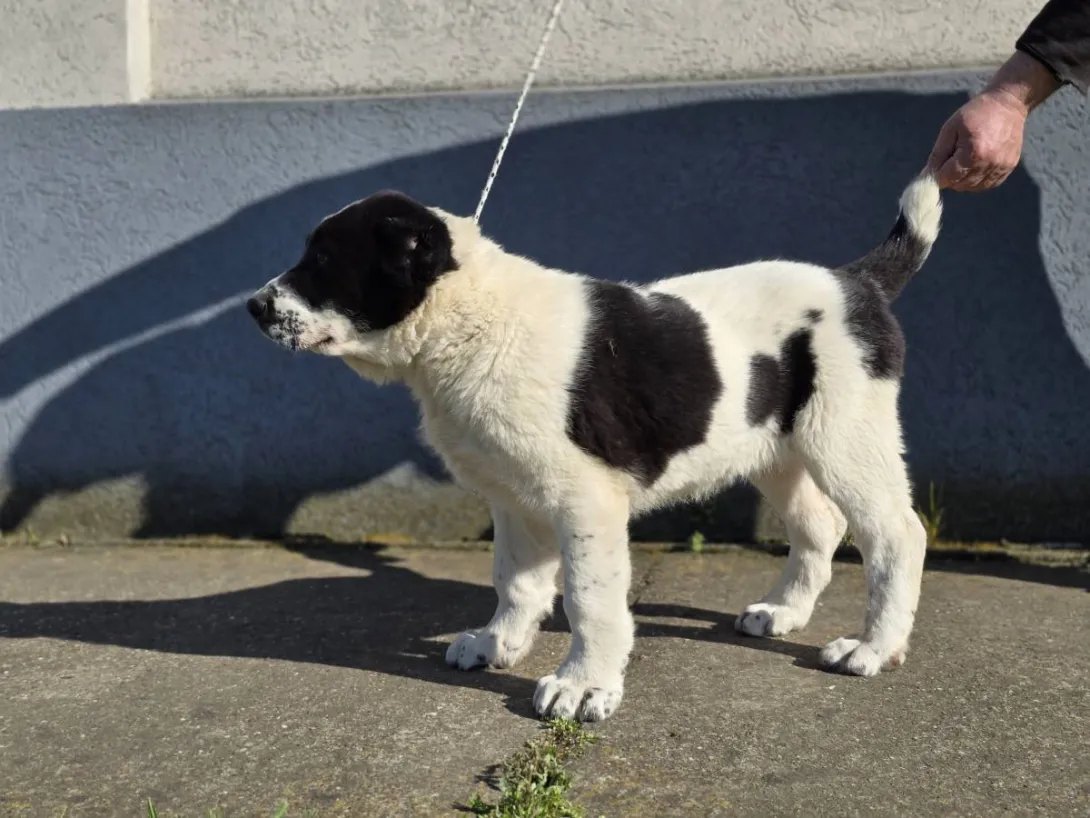 Srednjeazijski ovčar na prodaju, Sremska Mitrovica (5)