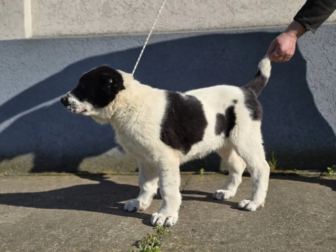 Srednjeazijski ovčar na prodaju, Sremska Mitrovica