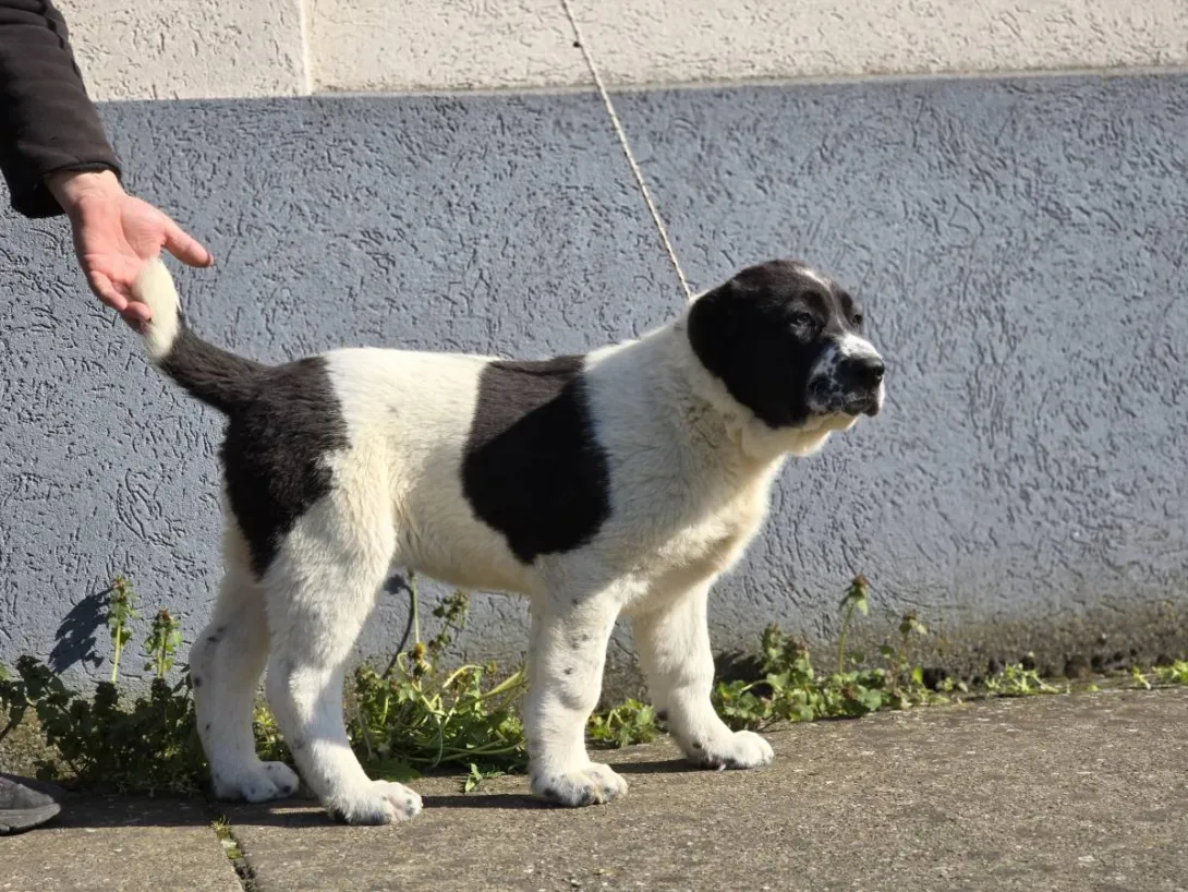 Srednjeazijski ovčar na prodaju, Sremska Mitrovica (3)