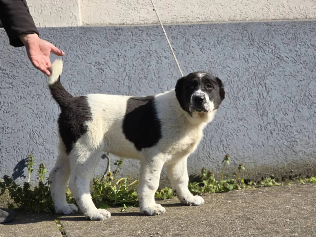 Srednjeazijski ovčar na prodaju, Sremska Mitrovica (4)