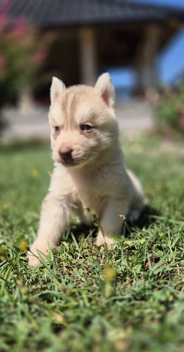 Sibirski haski na prodaju, Loznica (2)