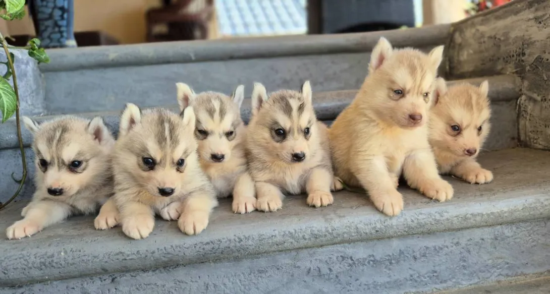 Sibirski haski na prodaju, Loznica