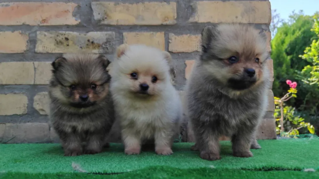 Nemački špic na prodaju, Bačka Topola (4)