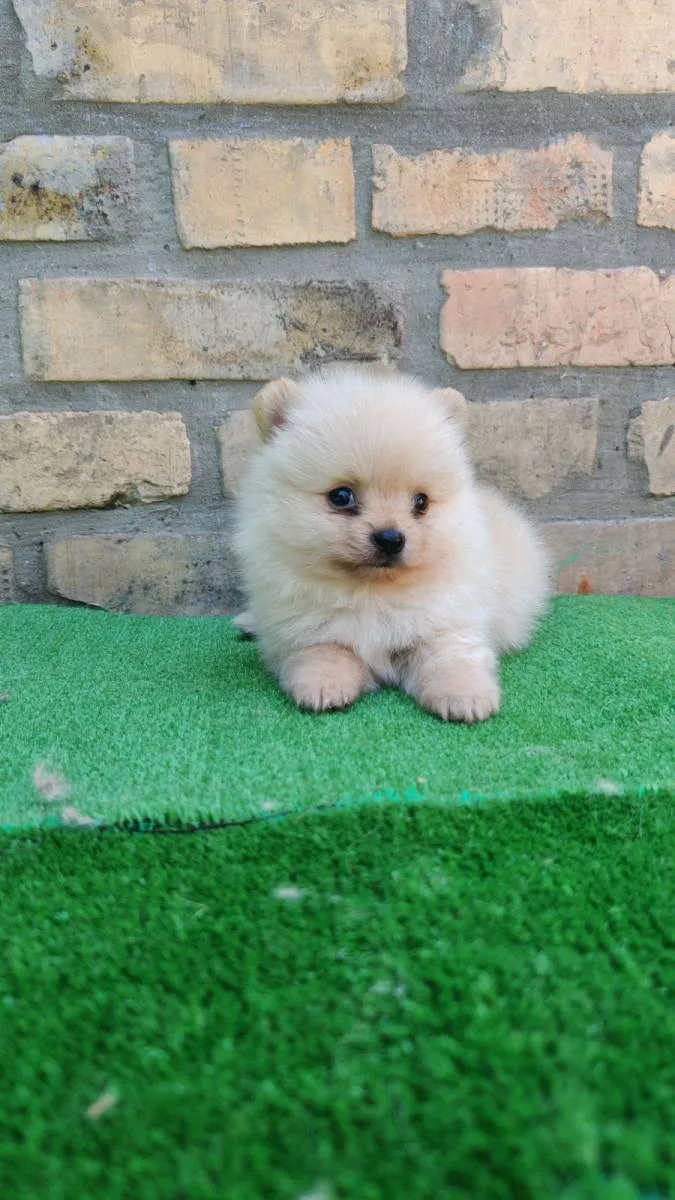 Nemački špic na prodaju, Bačka Topola (3)