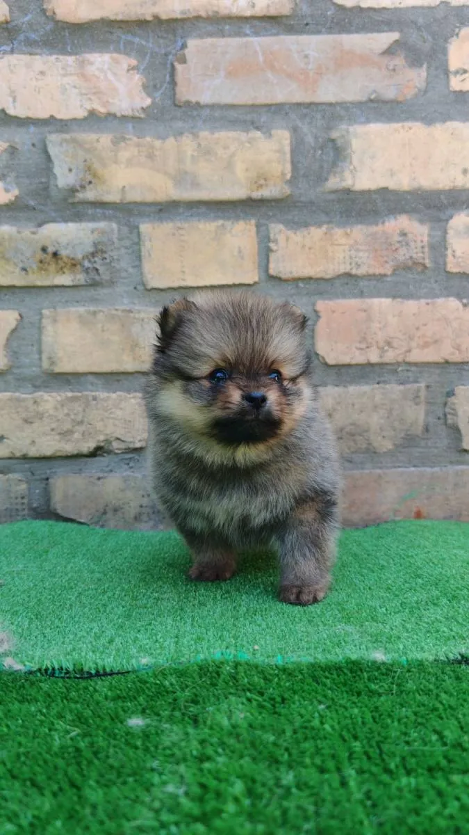 Nemački špic na prodaju, Bačka Topola