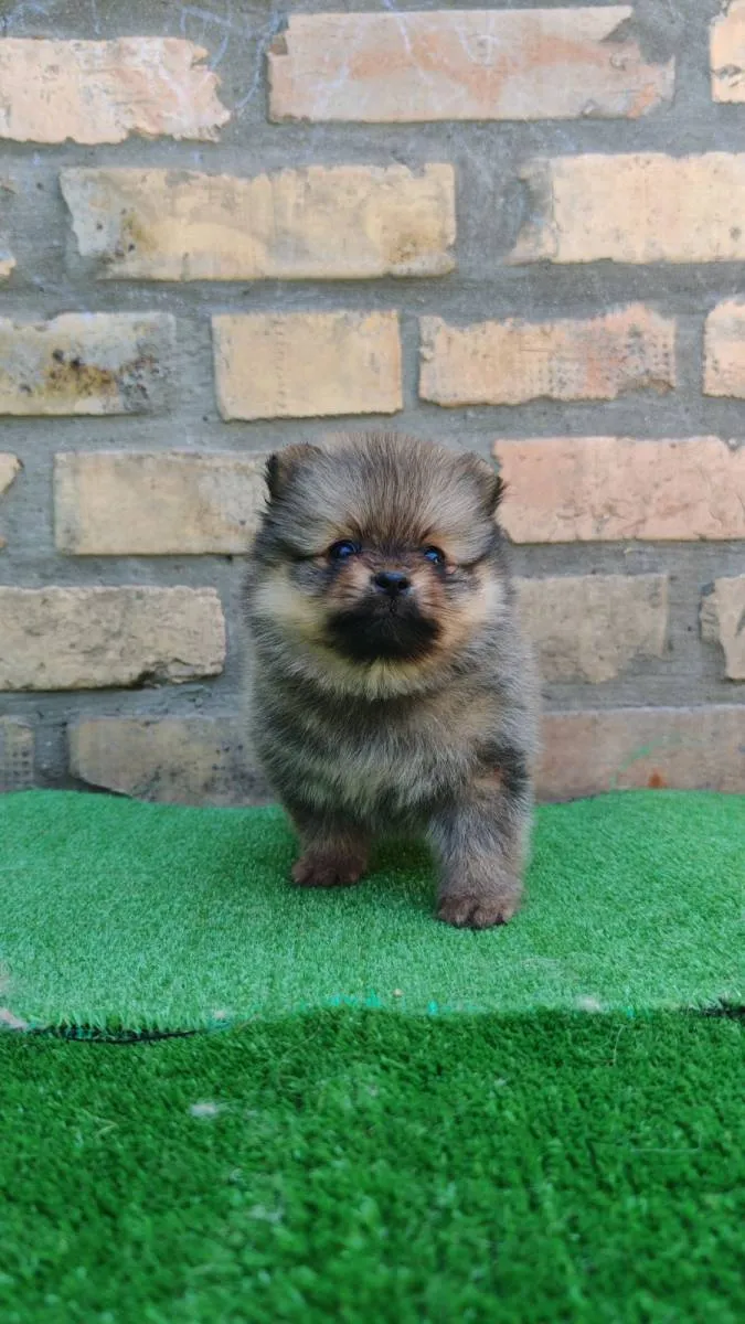 Nemački špic na prodaju, Bačka Topola (6)