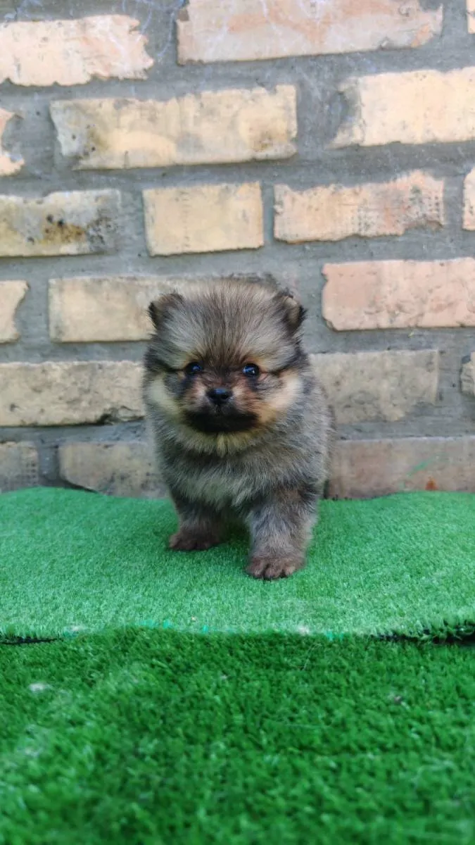 Nemački špic na prodaju, Bačka Topola (2)