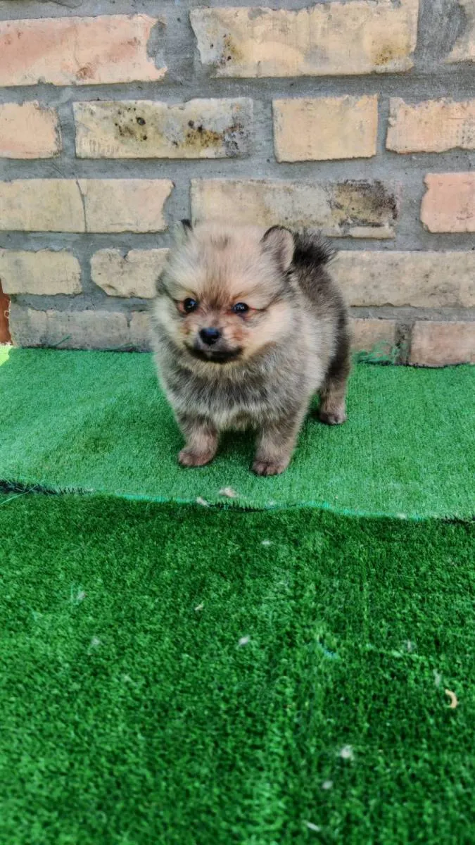 Nemački špic na prodaju, Bačka Topola (5)