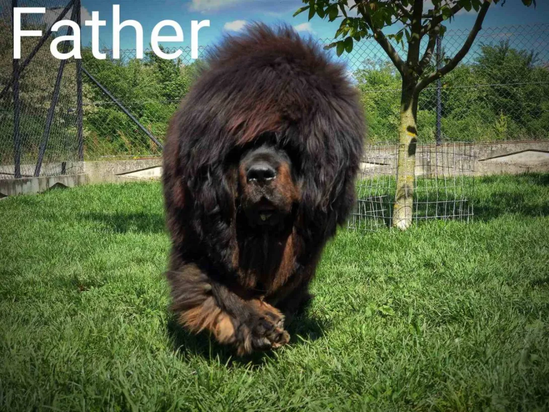 Tibetski mastif na prodaju, Kraljevo (4)