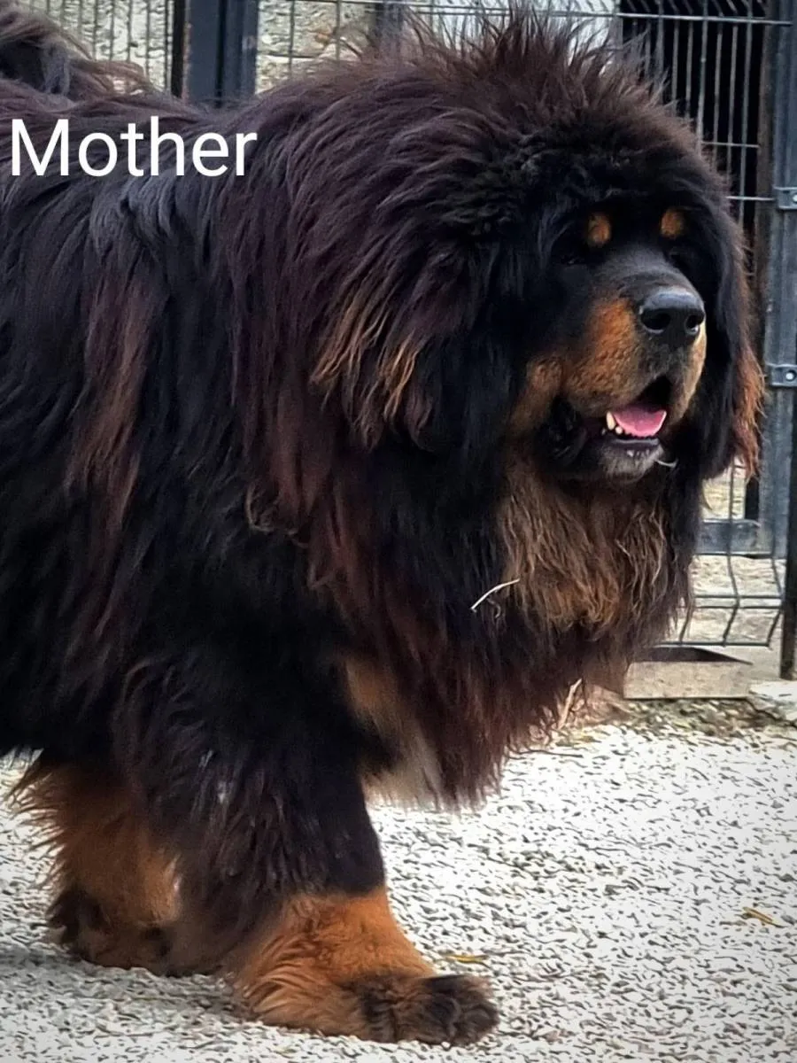 Tibetski mastif na prodaju, Kraljevo (3)