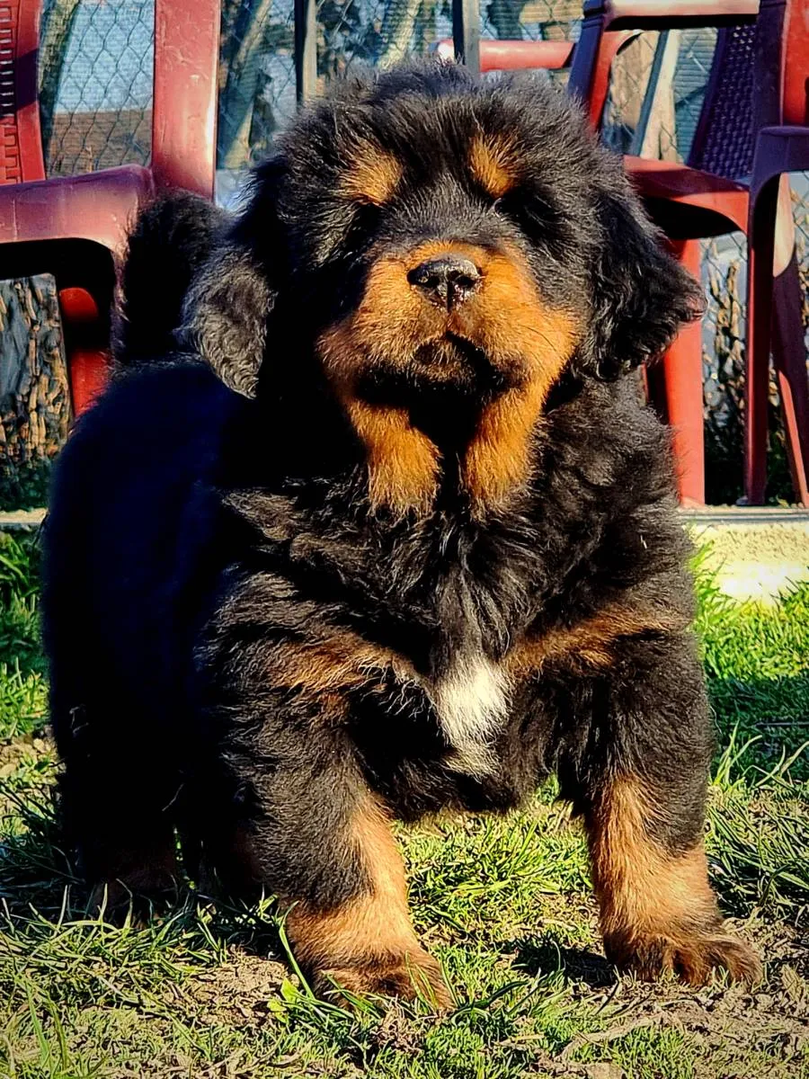 Tibetski mastif na prodaju, Kraljevo