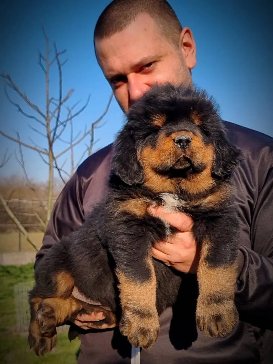 Tibetski mastif na prodaju, Kraljevo (2)