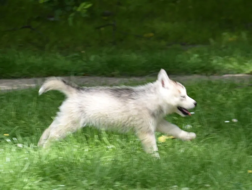 Sibirski haski na prodaju, Novi Sad (2)