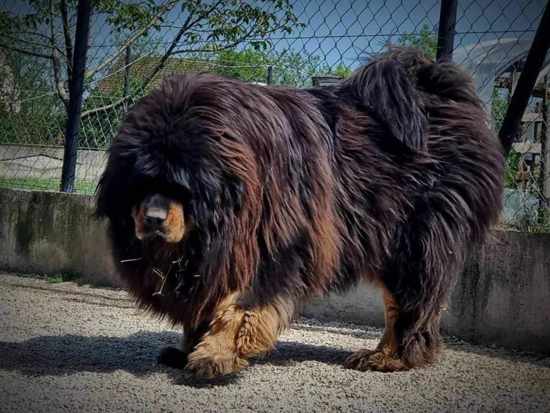 Tibetski mastif na prodaju, Kraljevo (5)
